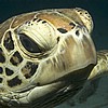 Coral Sea (Osprey & Shark Reefs), September 2005