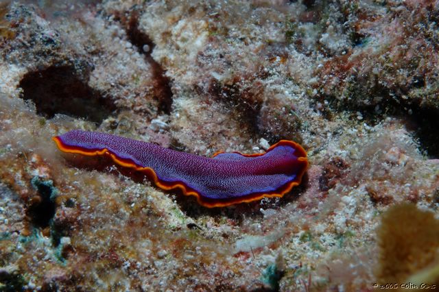 DSC5_0037.jpg