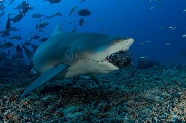 Bull shark with tuna head