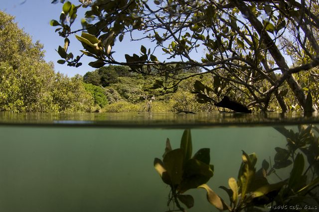 Matapouri Estuary