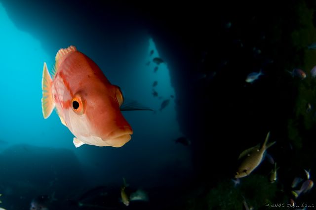 Red Pigfish, Tie Dye Arch