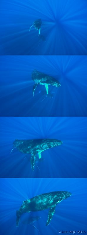 HumpbackSequence2.jpg