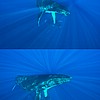HumpbackSequence2.jpg