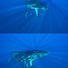 HumpbackSequence2.jpg