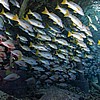 TUA180815_1507.JPG